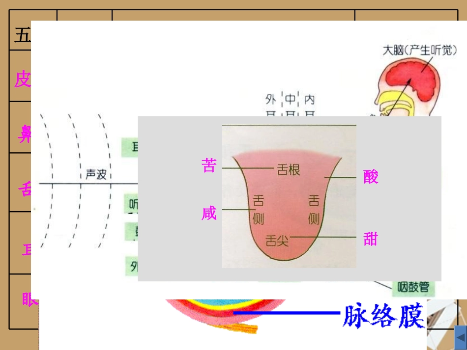 浙江省泰顺县第七中学七年级科学下册-第一章《对环境的察觉》课件2-浙教版_第3页