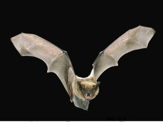 4.惠更斯原理波的反射与折射