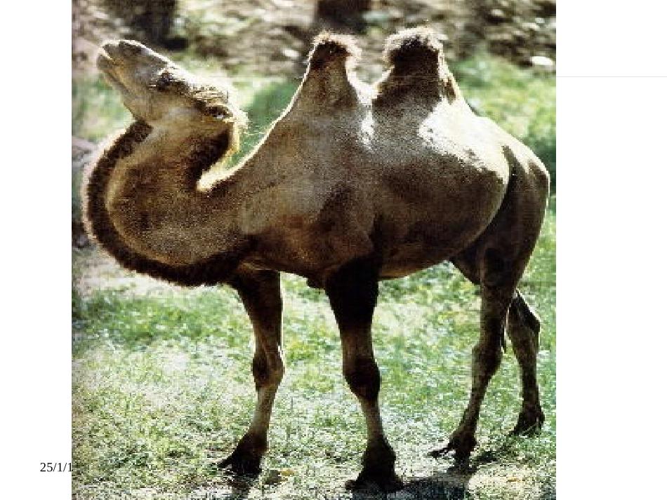 七年级语文骆驼寻宝记_第1页