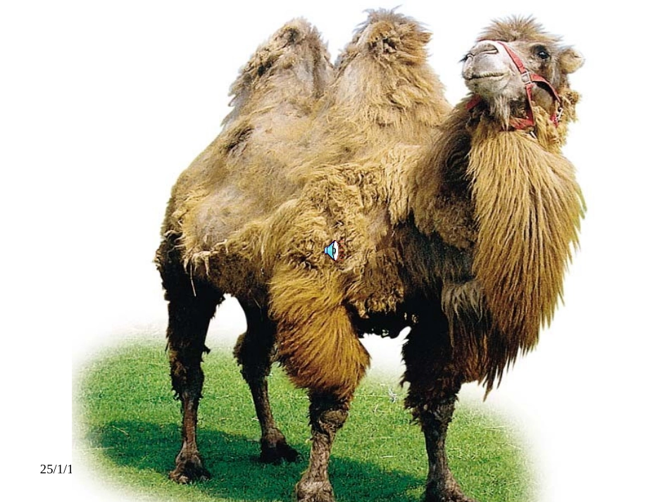 七年级语文骆驼寻宝记_第2页