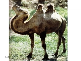 七年级语文骆驼寻宝记