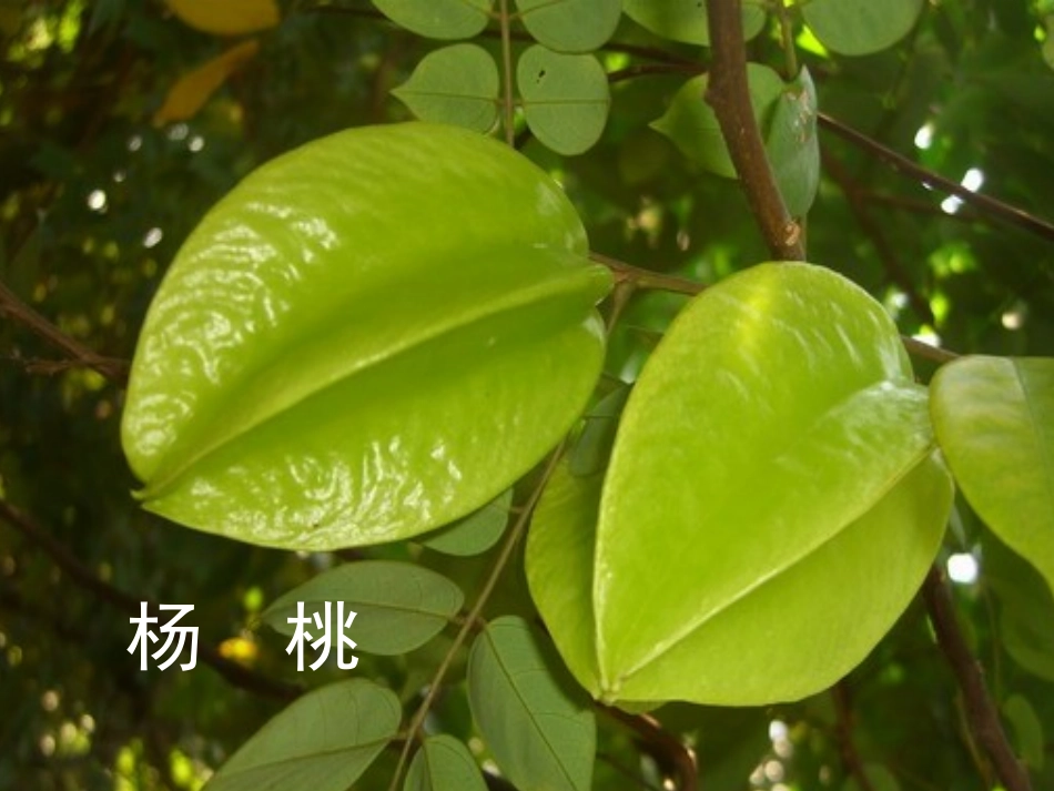 小学数学北师大2011课标版四年级北师大版小学数学四年级下册观察物体《看一看》课件_第1页