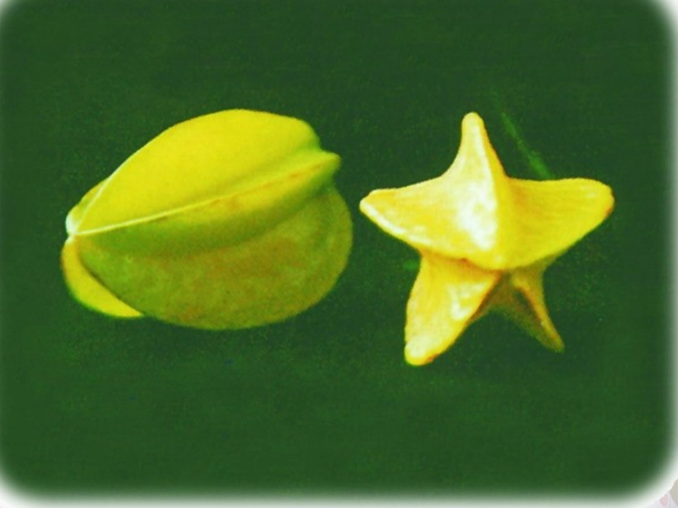 小学数学北师大2011课标版四年级北师大版小学数学四年级下册观察物体《看一看》课件_第2页