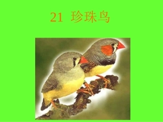 转载《珍珠鸟》课件PPT