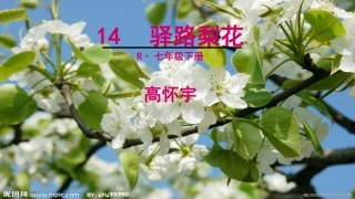 (部编)初中语文人教2011课标版七年级下册14-驿路梨花-第二课时
