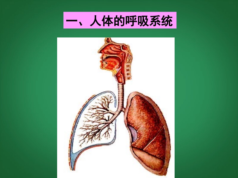 浙江省泰顺县新城学校八年级科学下册《2.4-生物是怎样呼吸的》课件-浙教版_第2页