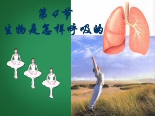 浙江省泰顺县新城学校八年级科学下册《2.4-生物是怎样呼吸的》课件-浙教版