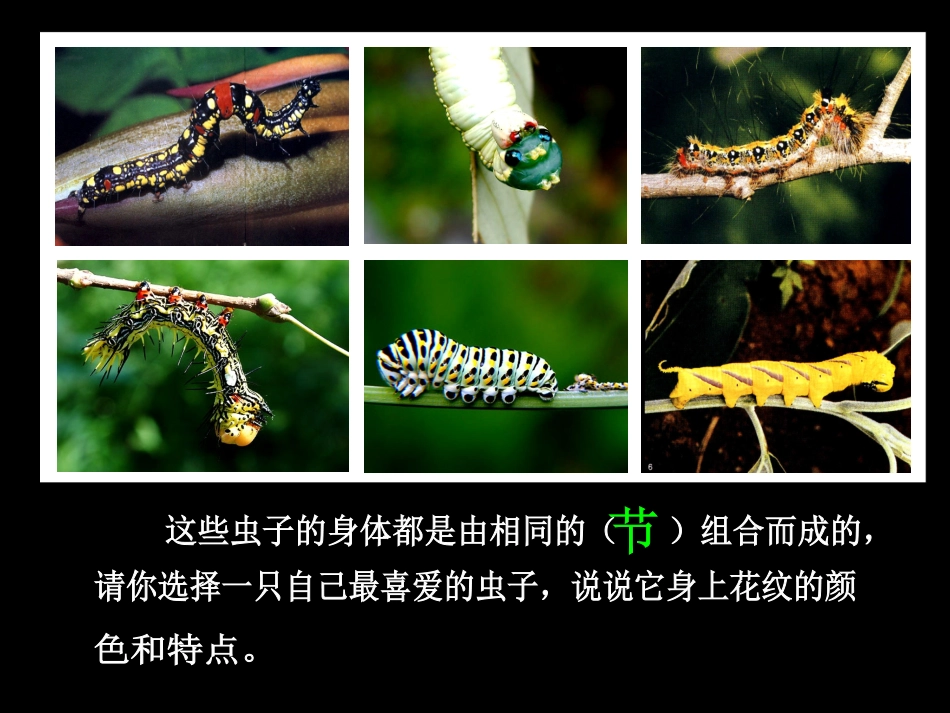 毛毛虫的身体特点_第2页