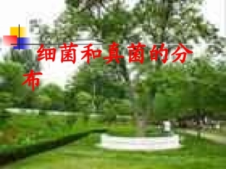 细菌和真菌的分布1