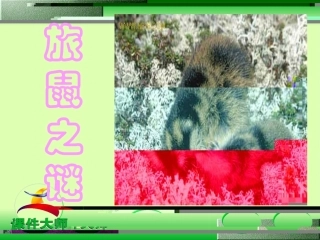 《旅鼠之谜》课件