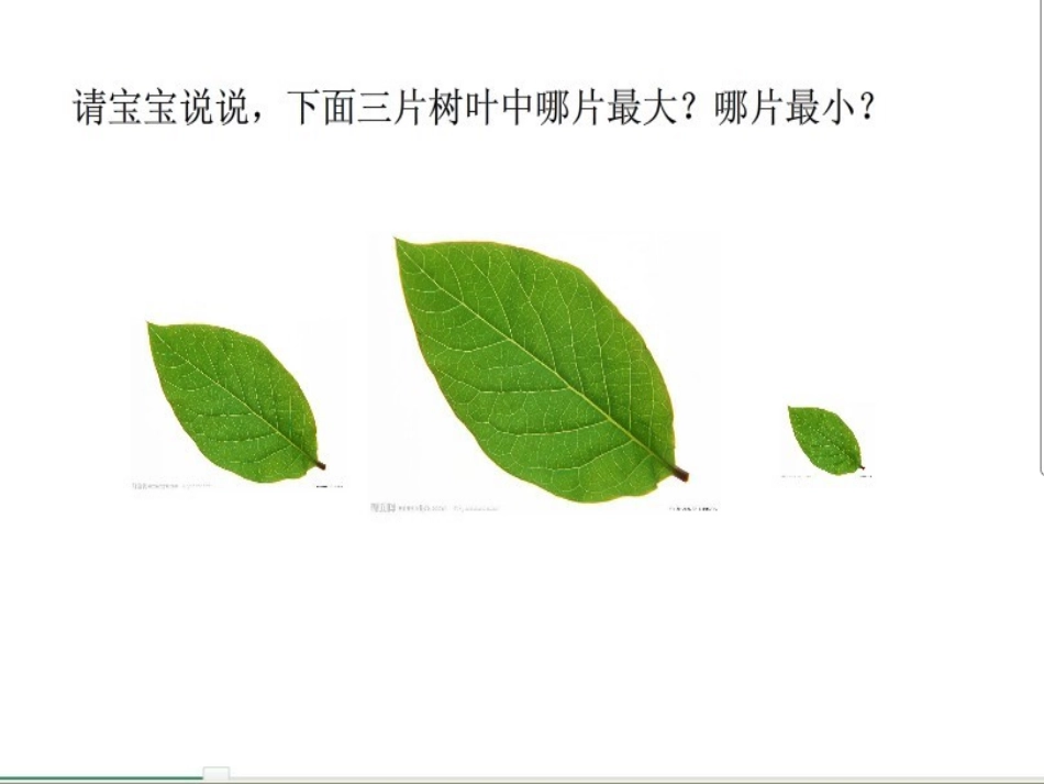小班数学：树叶排队_第2页