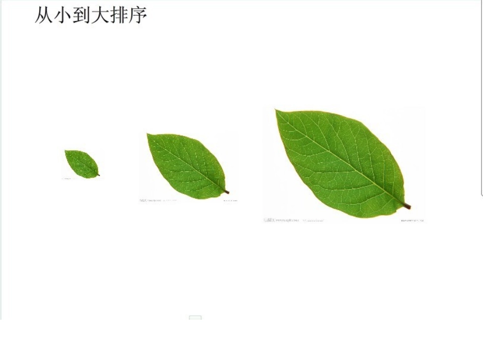 小班数学：树叶排队_第3页