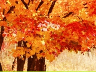 小木偶的故事课件