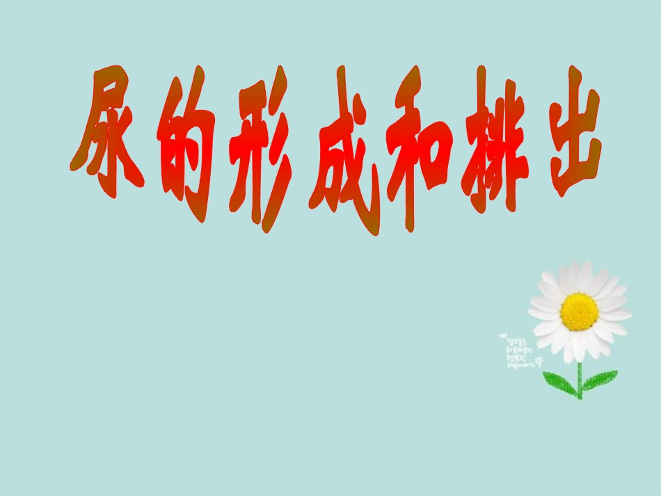 七年级生物下册-第五章-第一节-尿的形成和排出课件-新人教版_第1页