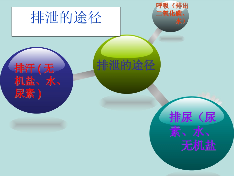 七年级生物下册-第五章-第一节-尿的形成和排出课件-新人教版_第3页