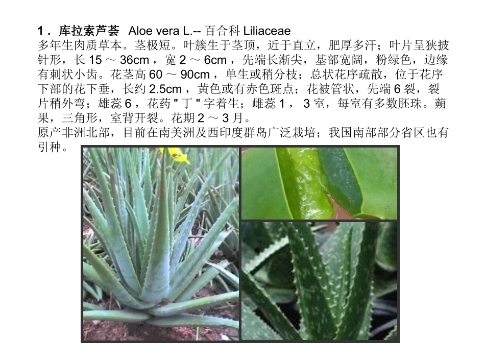 中药鉴定学-芦荟_第3页