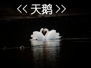 《天鹅》课件