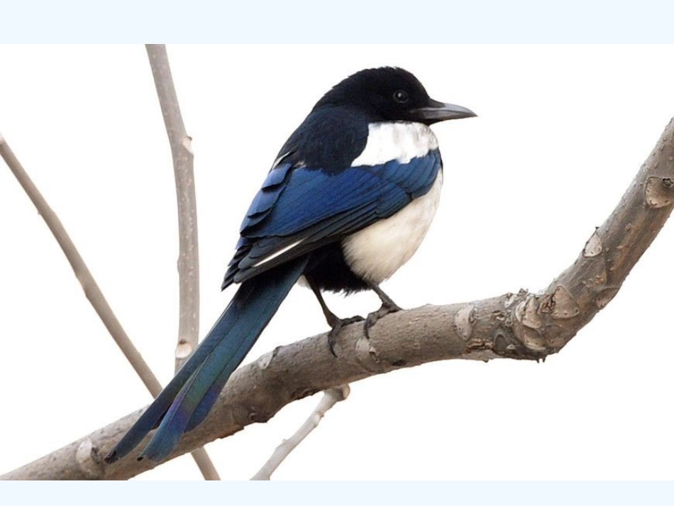 (部编)人教语文2011课标版一年级下册6.树和喜鹊-(5)_第2页