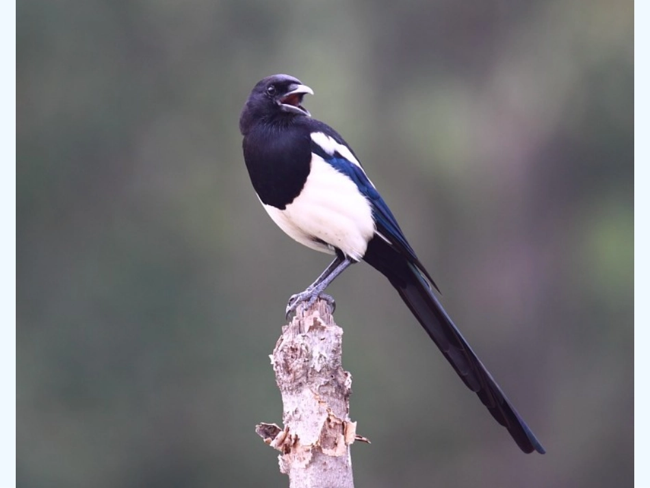 (部编)人教语文2011课标版一年级下册6.树和喜鹊-(5)_第3页