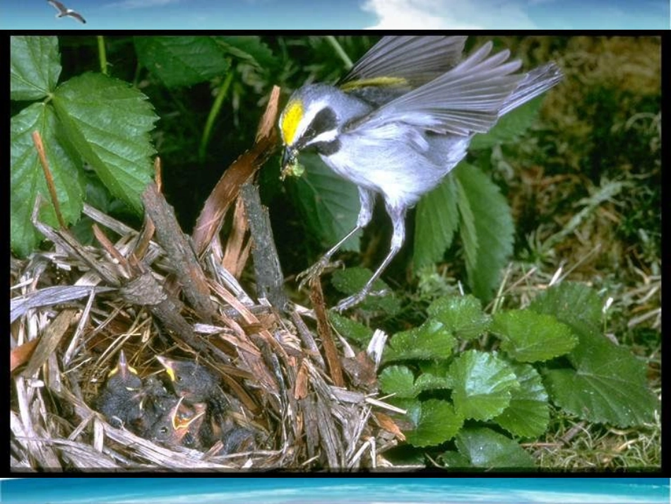 《动物的行为》课件2_第3页