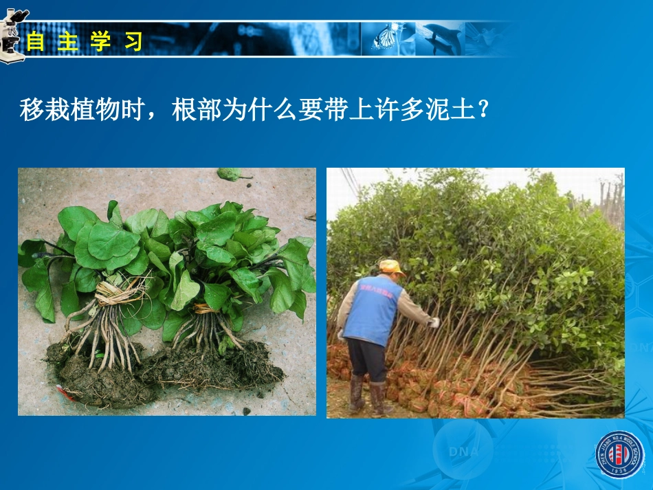 3.4.2绿色植物的生长需要水和无机盐(二)_第2页