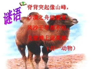 《找骆驼》徐亚红