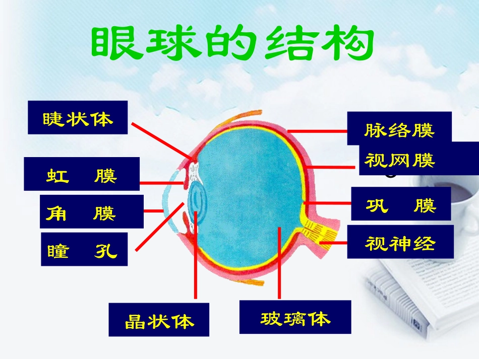 浙江省泰顺县第七中学七年级科学下册《眼球的结构》课件-浙教版_第2页