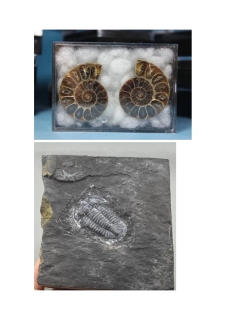 与生物学有关的职业-化石标本的制作