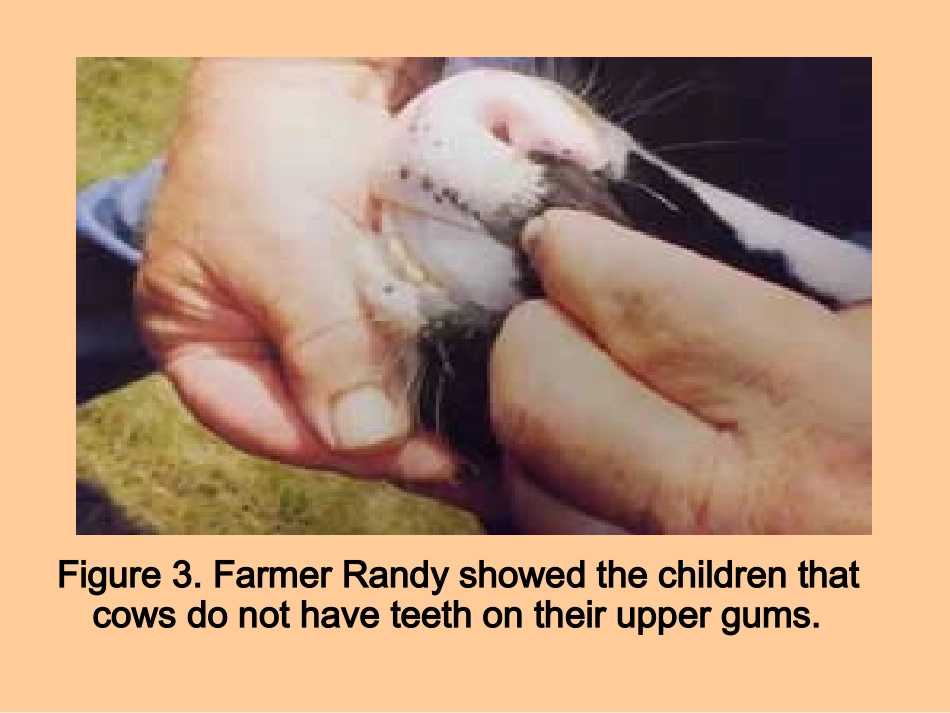 奶牛探究活动_第3页