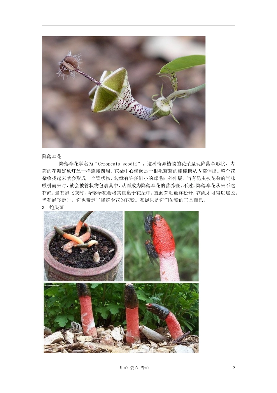 高中生物-十五大最奇异珍稀植物素材_第2页