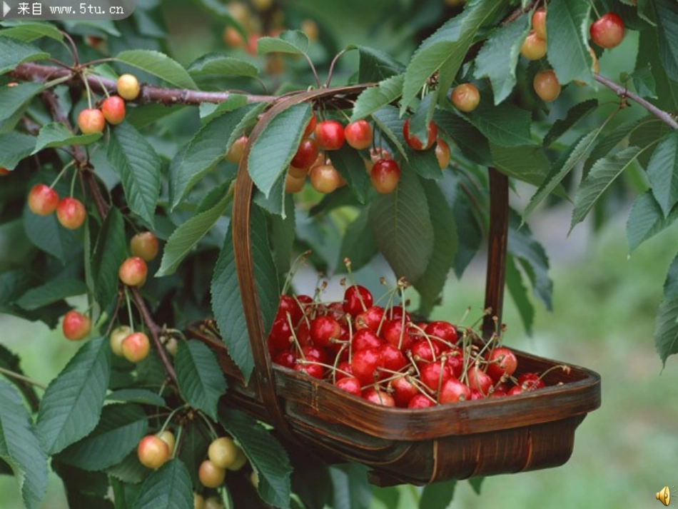 要上课前的小松树导入新课_第1页