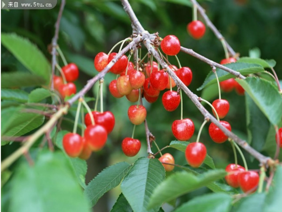 要上课前的小松树导入新课_第2页