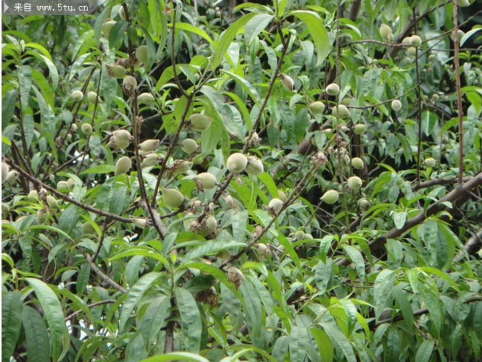 要上课前的小松树导入新课_第3页