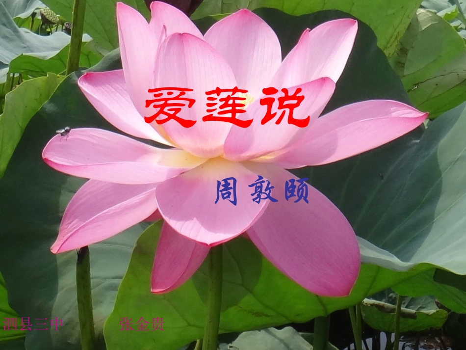 (部编)初中语文人教2011课标版七年级下册《爱莲说》课件_第1页