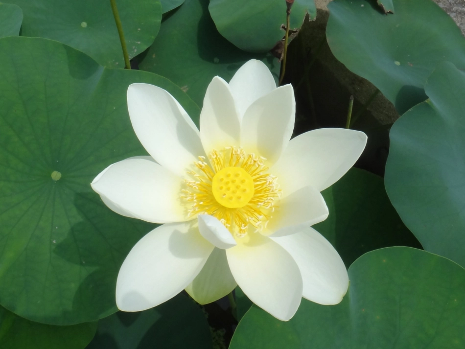 (部编)初中语文人教2011课标版七年级下册《爱莲说》课件_第2页