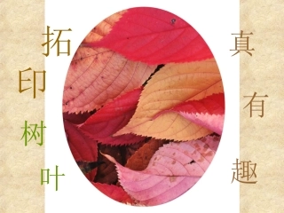 《拓印树叶真有趣》课件