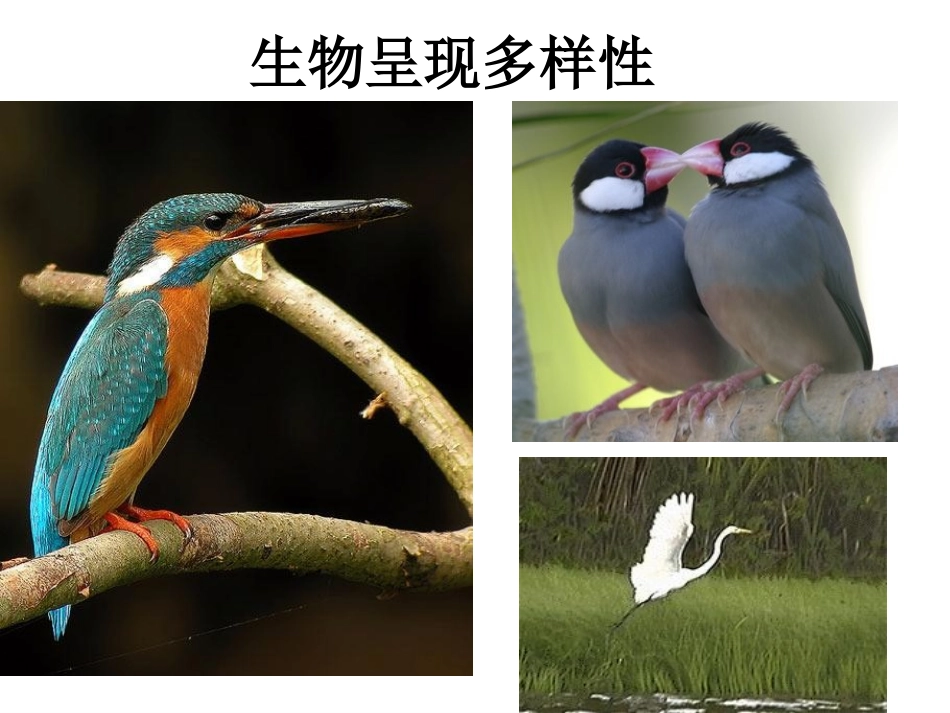 高中生物-基因指导蛋白质的合成课件2-人教版必修2_第3页