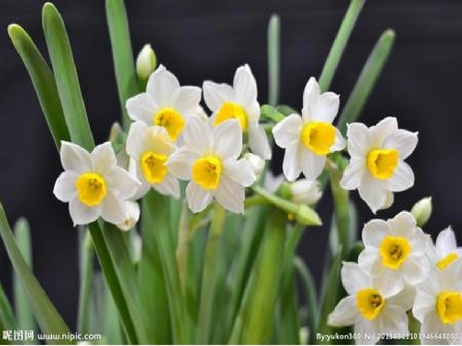 8.短文两篇----水仙花_第2页