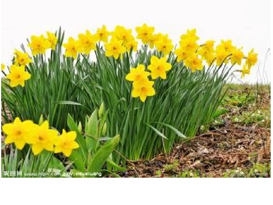 8.短文两篇----水仙花_第3页