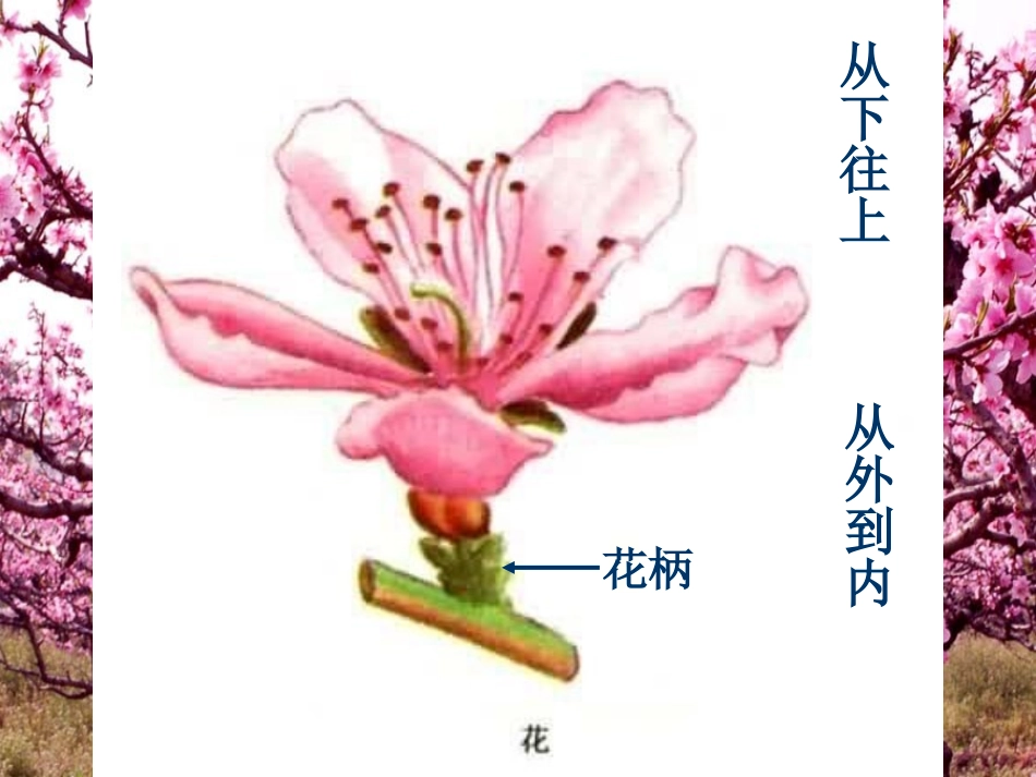 浙江省慈吉中学八年级科学上册《花的结构》课件-浙教版_第3页