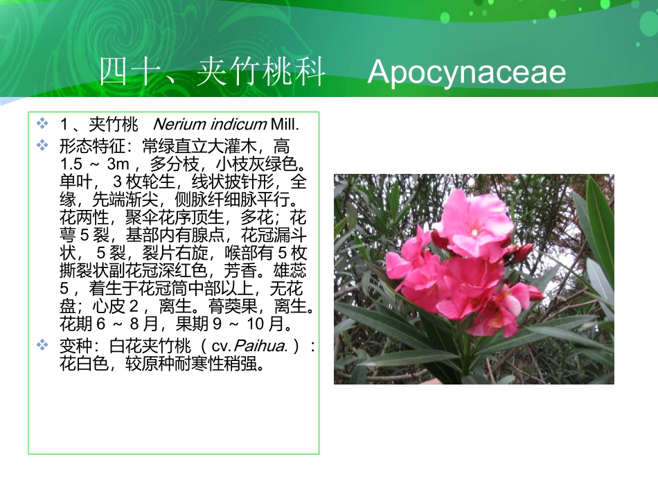 夹竹桃课件2_第2页