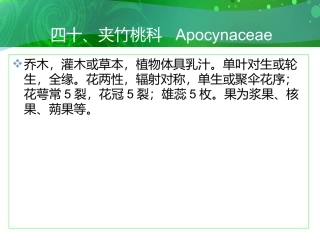 夹竹桃课件2