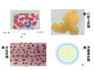 第2节细胞的多样性和统一性课件-唐梅