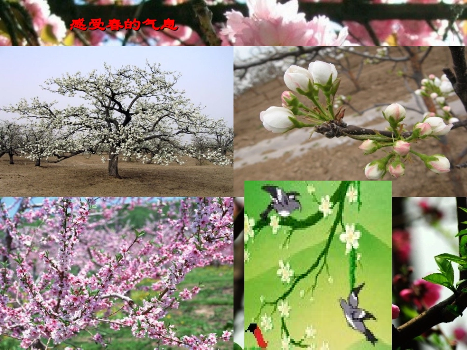 春533ppt_第2页