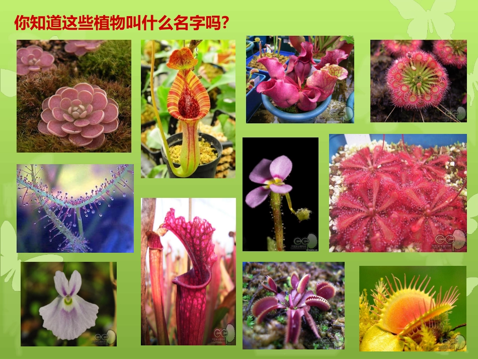 人美版小学三年级美术下册《吃虫草》课件_第1页