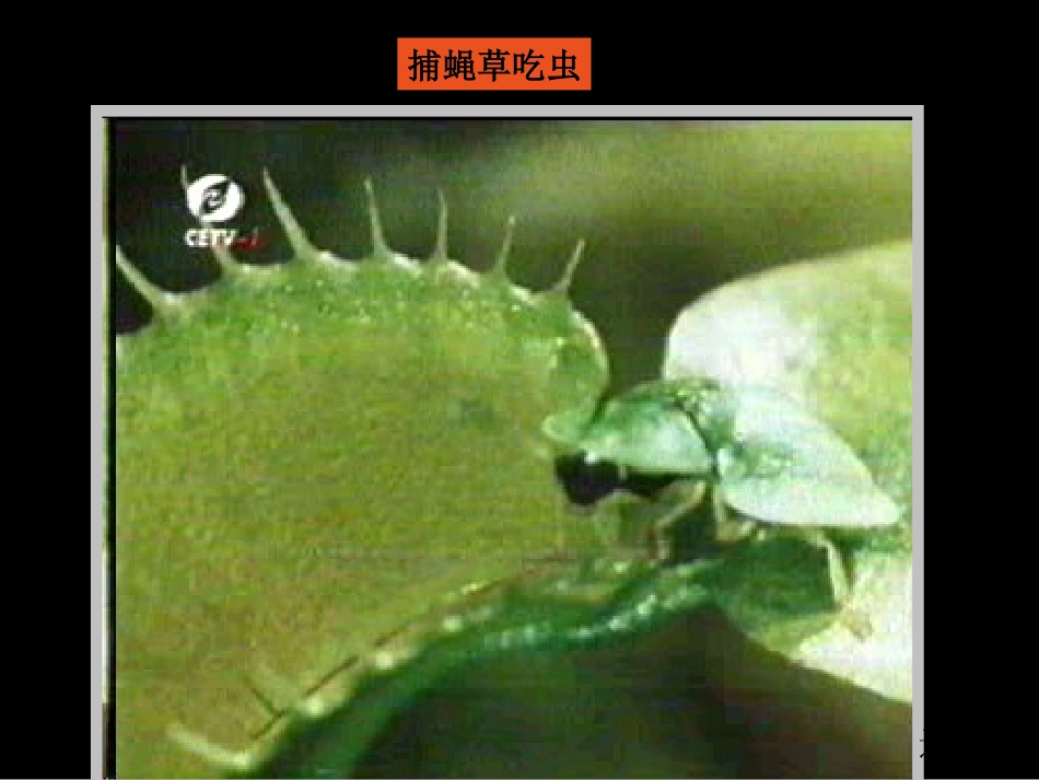 人美版小学三年级美术下册《吃虫草》课件_第3页