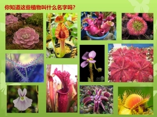 人美版小学三年级美术下册《吃虫草》课件
