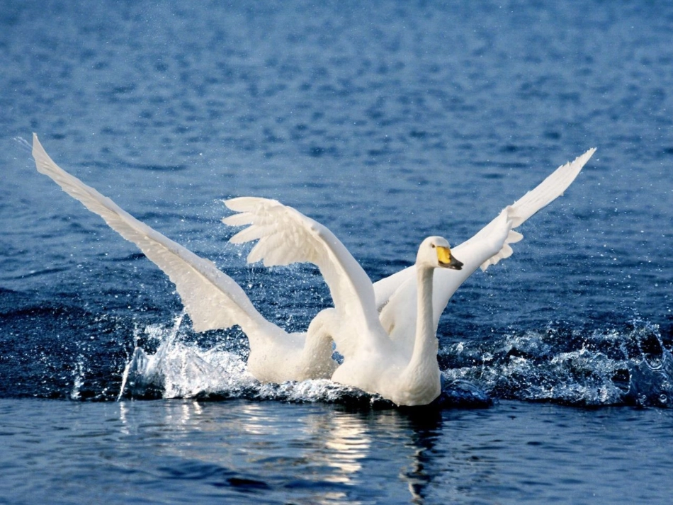 人类生命的独特性_第3页