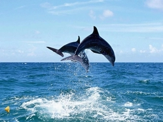 人类生命的独特性