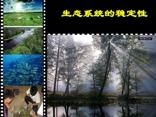 2.5生态系统的稳定性(PPT)